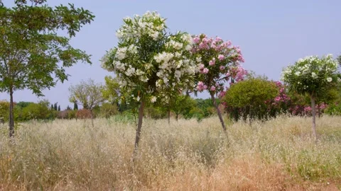Oleander Tree Stock Footage 154607026