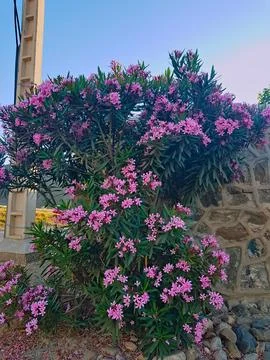 Oleander tree in full bloom. The intricate patterns of the petals Stock Photos