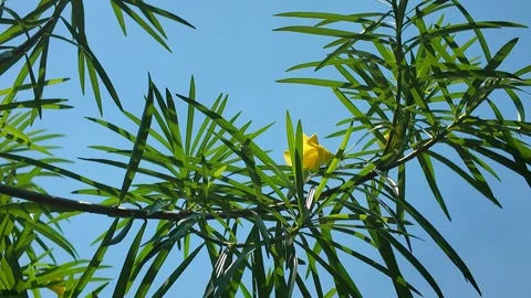 Oleander Tree Upward View HD Video Stock Footage 317098106