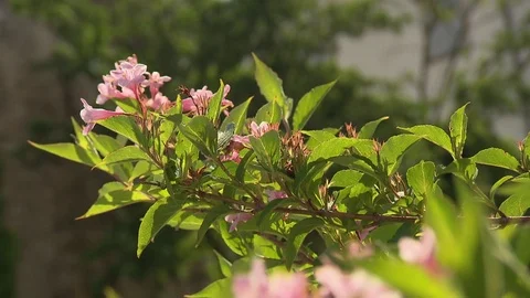 Oleander in the wind Stock Footage 73696747