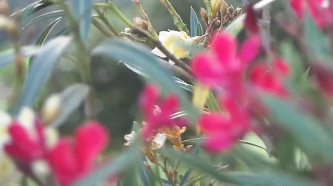 Oleanders in garden 스톡 동영상 50759071