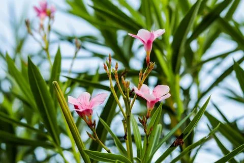 Oleanders Nerium, and oleander are distinctive and beautiful, large, flower.. Stock Photos