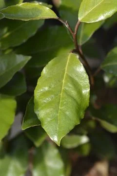 Oleaster Compacta Stock Photos