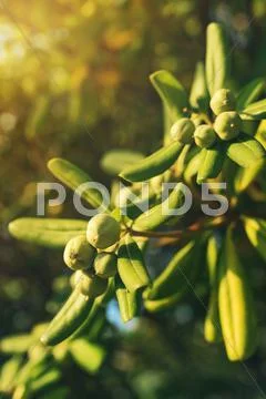Oleaster shrub with olive like fruit Stock Photos