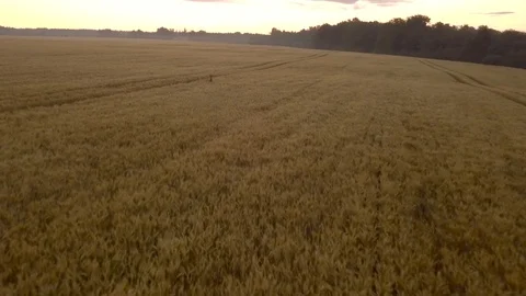 Olenj Stock Footage 115102403