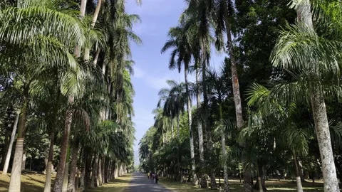 Oleya palm trees in the botanical garden on the island of sri lanka Stock Footage 218595534