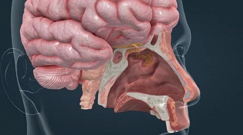The olfactory bulb of the brain processes information from the olfactory Illustrazione stock