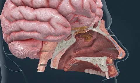 The olfactory bulb of the brain processes information from the olfactory Illustrazione stock
