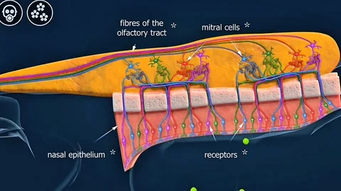 Olfactory Bulb Stock Footage 315377586