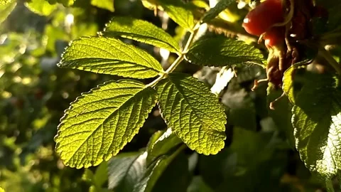 Olga Bosharova Stock Footage 140926786