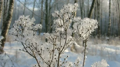 Olga Bosharova Stock Footage 148227307
