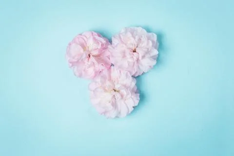 Olia roses, the Provence rose or cabbage rose or Rose de Mai Stock Photos
