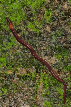 Oligochaeta (phylum Annelida), are segmented, terrestrial detritivores. Kno.. Stock Photos