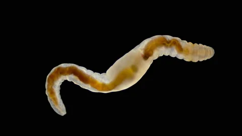 CROOJA WORM 154 23-24 スノーボード 板 グラトリの人気商品・通販