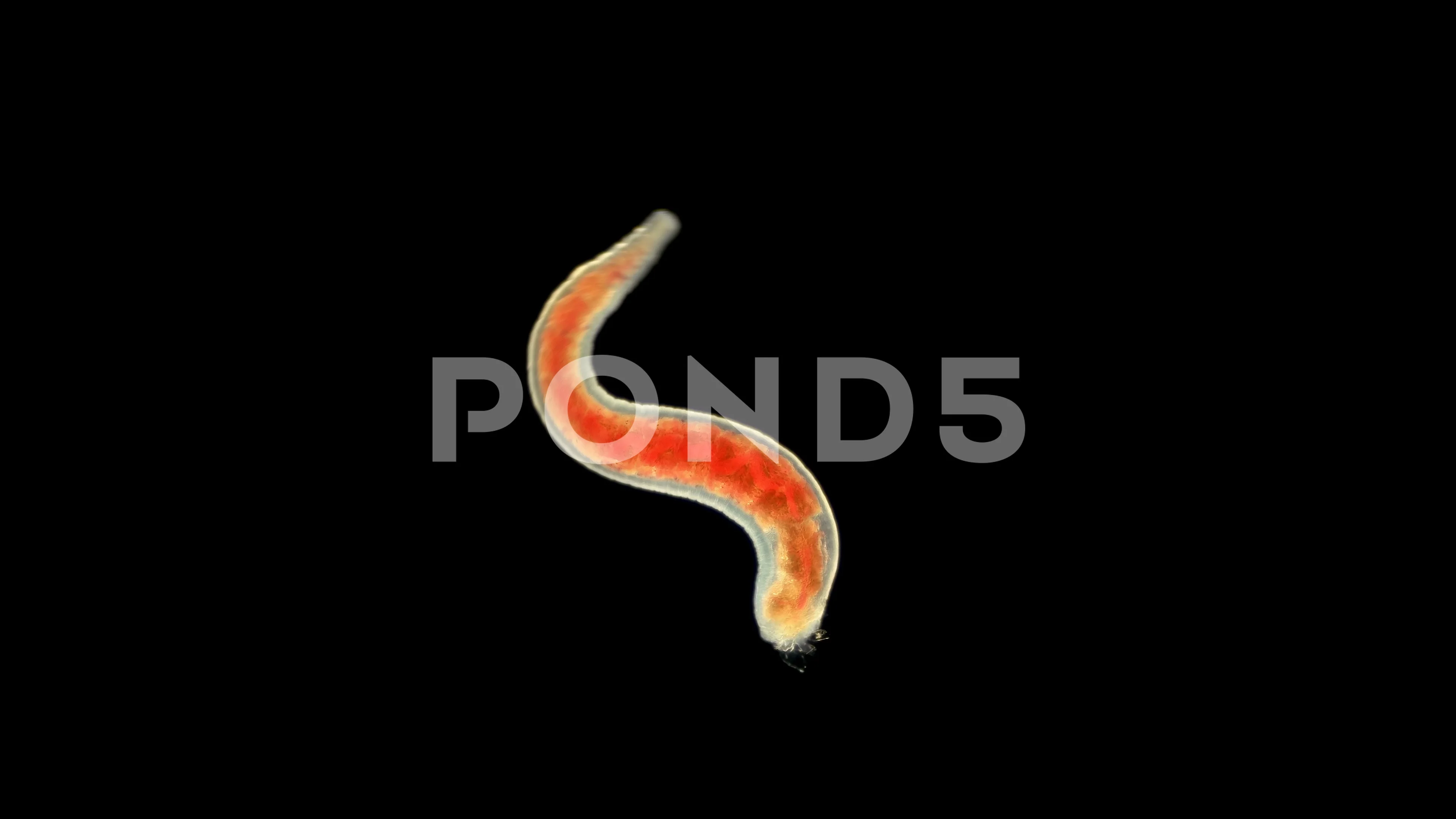 Scholar Dismantle Piglet Oligochaeta worm under a microscope, typ... | Stock Video | Pond5