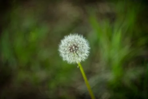 Olinoic dandelion flower on a green background in a blur Stock-Fotos
