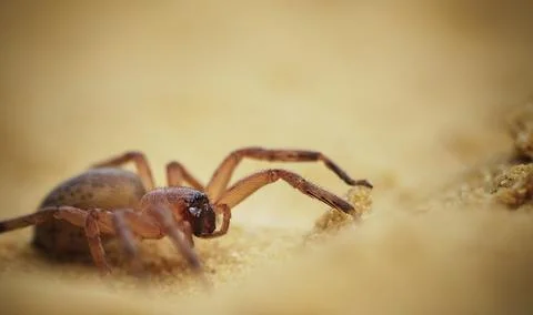 Olios argelasius macro Stockfoto's