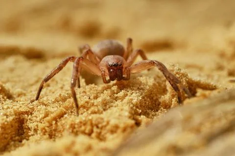 Olios argelasius spider Stock Photos