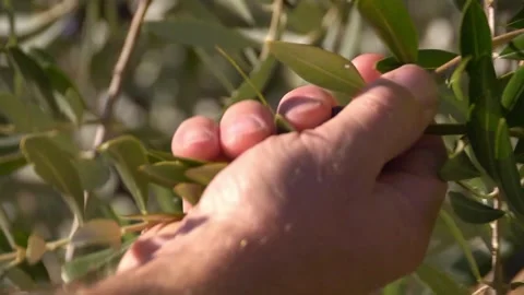 Oliv02687833 Stock-Footage 287853772