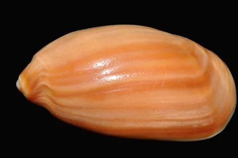 Oliva Stock Photos