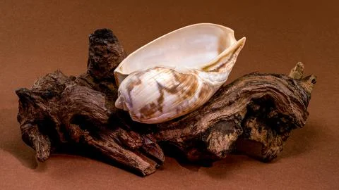 Oliva seashell resting on rustic driftwood piece Stock Photos