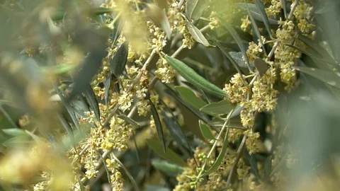The Oliva tree Stock Footage 112364620
