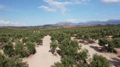 Olivar Stockbeeldmateriaal 244642394