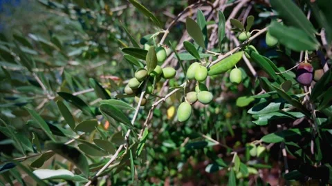 Olive 02 Video stock 345791686