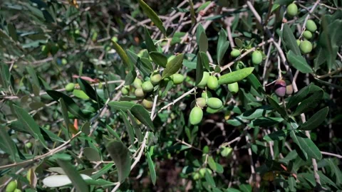 Olive 04 Video stock 345791685