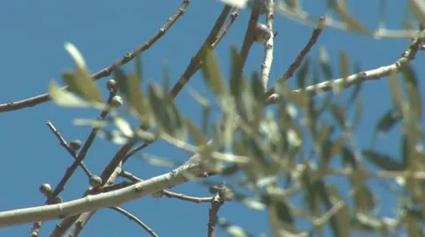 Olive 1 Stock Footage 10840235