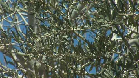 Olive 2 Stock Footage 10840237