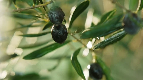 Olive and Olive tree. Green olives on a branch in the sunlight. Stock Footage 128974251