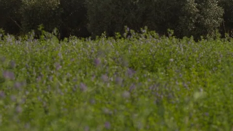 Olive and palms Stock-Footage 112787446