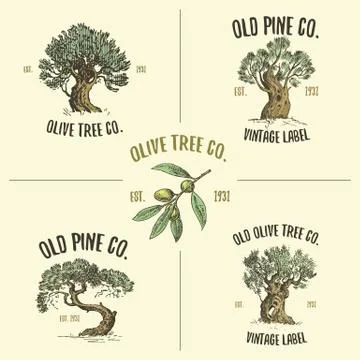 Olive and pine tree logos engraved or hand drawn, isolated old looking emblem Illustrazione stock