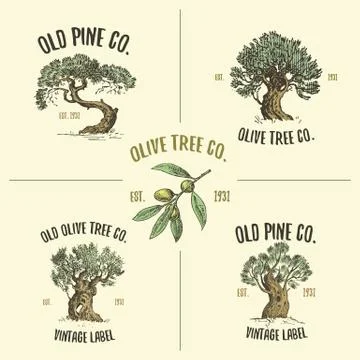 Olive and pine tree logos engraved or hand drawn, isolated old looking emblem Illustrazione stock