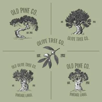 Olive and pine tree logos engraved or hand drawn, isolated old looking emblem Illustrazione stock
