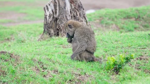 Olive Baboon Eating Stock Footage 305124633
