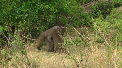 Olive baboon Stock Footage