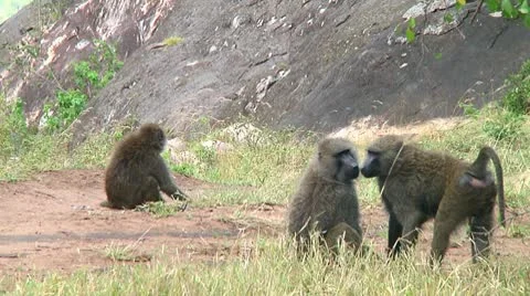 Olive baboon Video stock 10567062