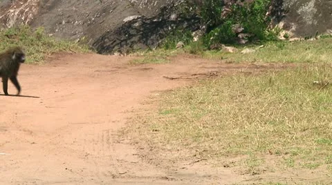 Olive baboon Stock Footage