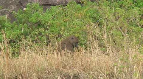 Olive baboon Stock Footage 10687800