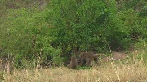 Olive baboon Stock Footage 10687948