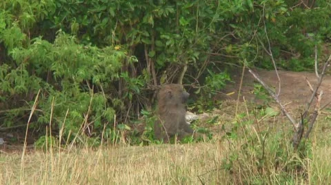 Olive baboon Stock Footage 10687992