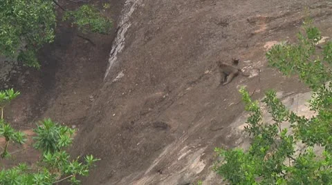 Olive baboon Stock Footage 10688093