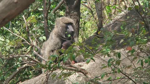 Olive baboon Stock Footage 10688192