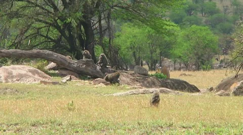 Olive baboon Stock Footage