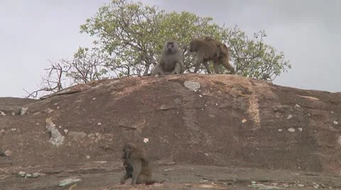 Olive baboon Stock Footage 10717711