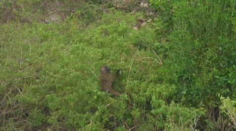 Olive baboon Stock Footage 10717760