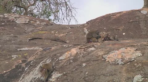 Olive baboon Stock Footage 10717768