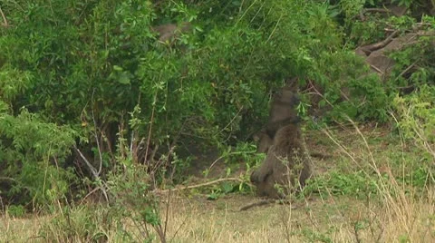 Olive baboon Stock Footage 10717780